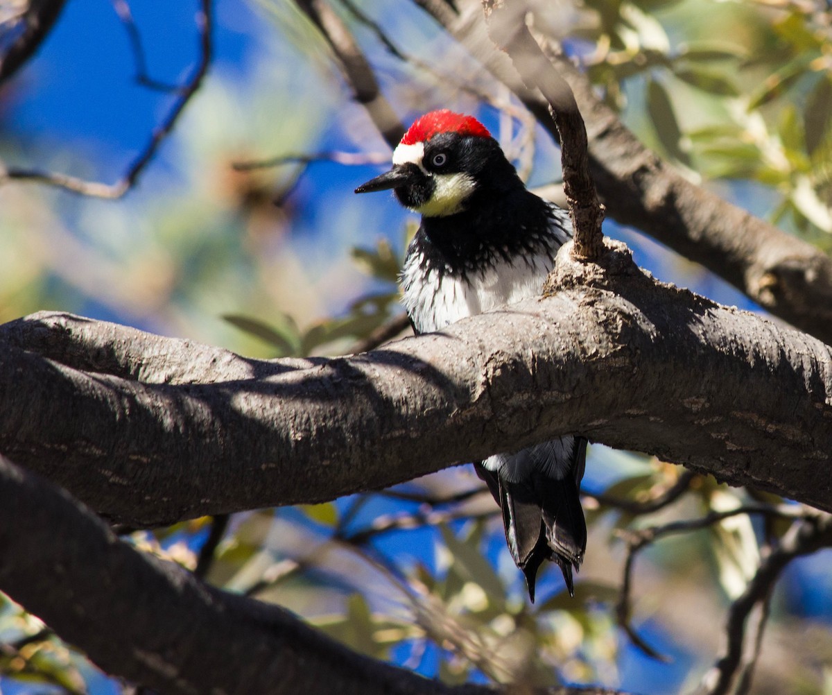 Acorn Woodpecker (Acorn) - ML151365521