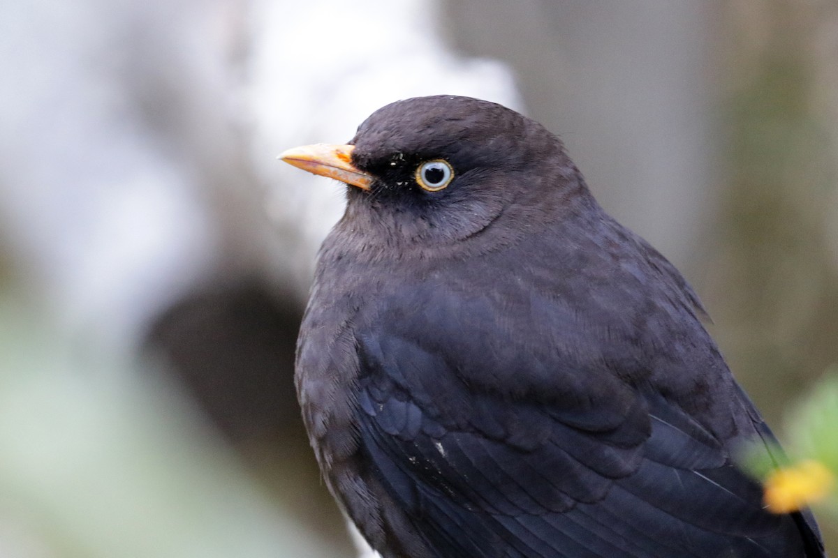 Sooty Thrush - ML151365661