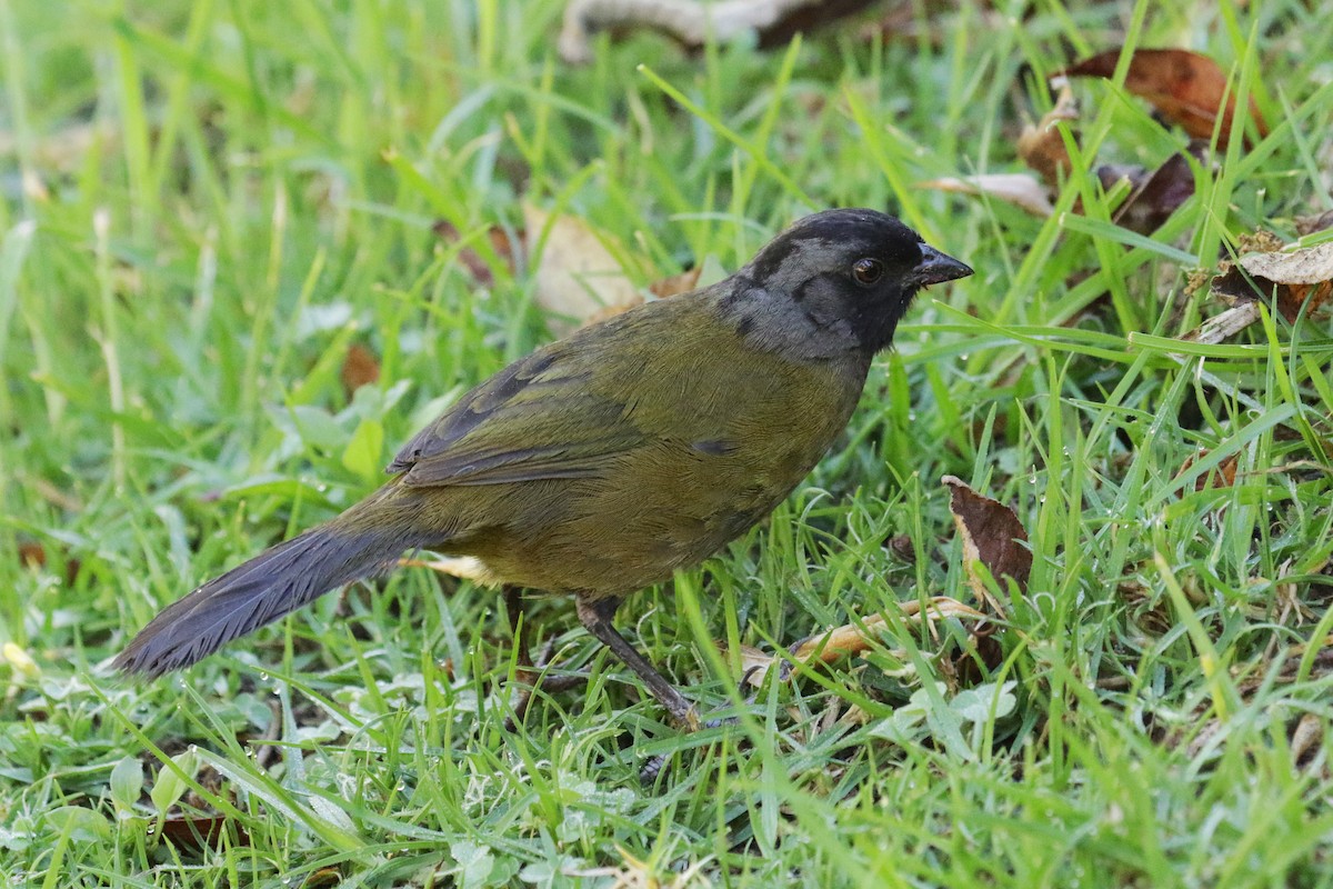 Large-footed Finch - ML151365701