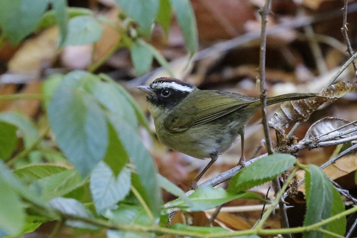 Black-cheeked Warbler - ML151365751