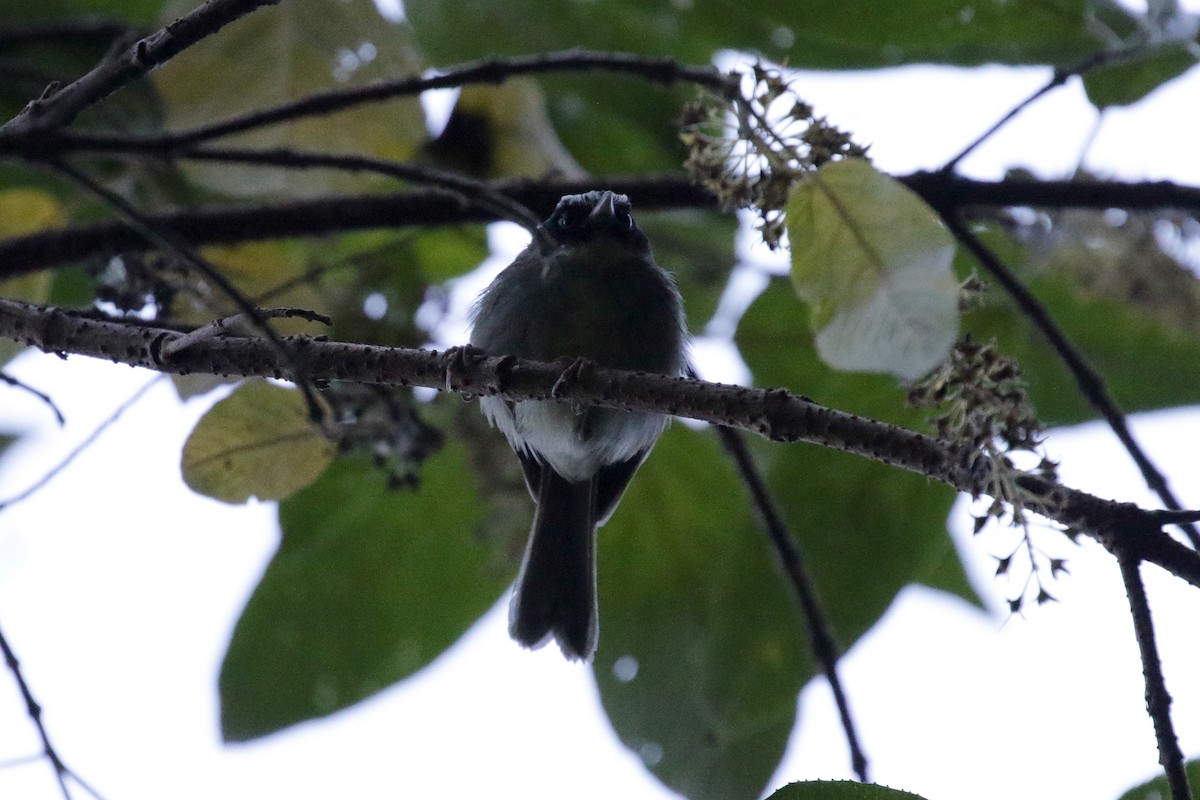 Black-cheeked Warbler - ML151365761