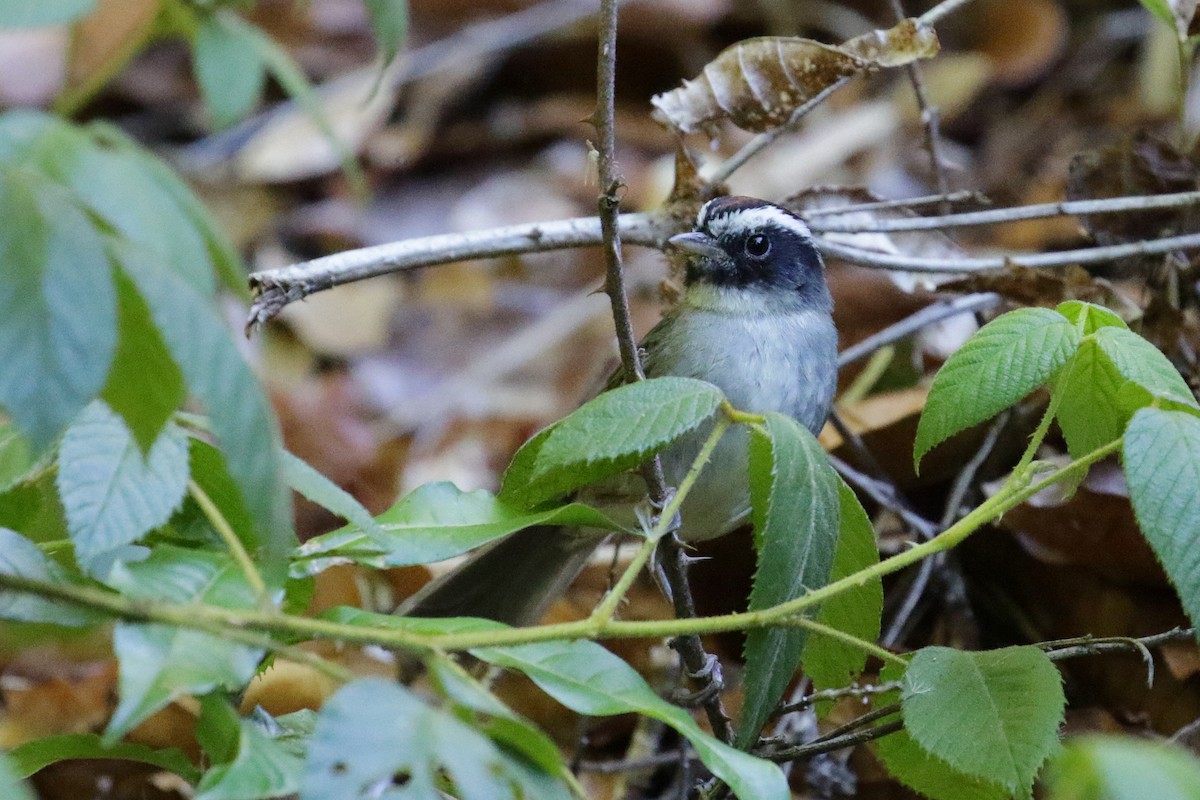 Black-cheeked Warbler - ML151366091