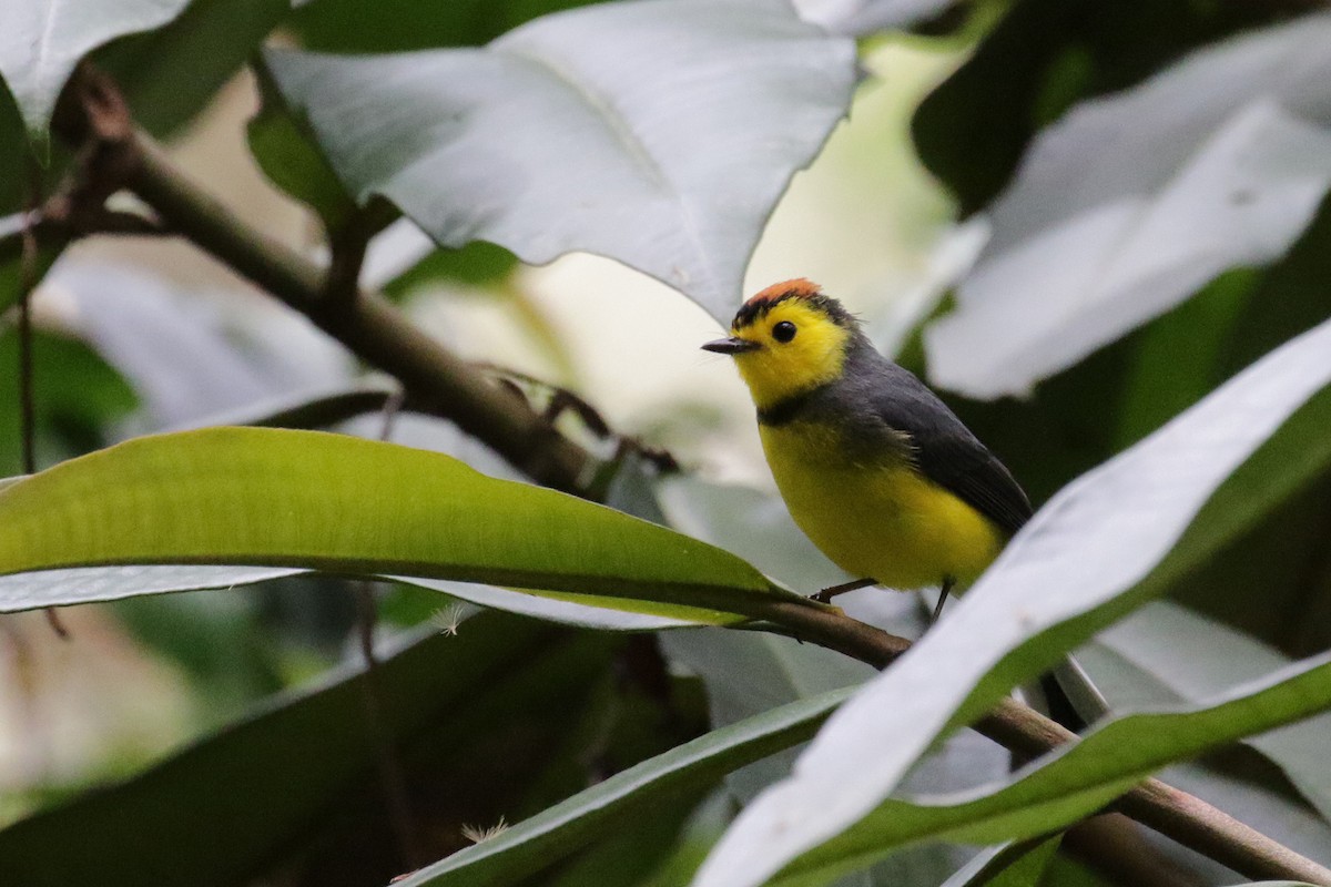 Collared Redstart - ML151367071