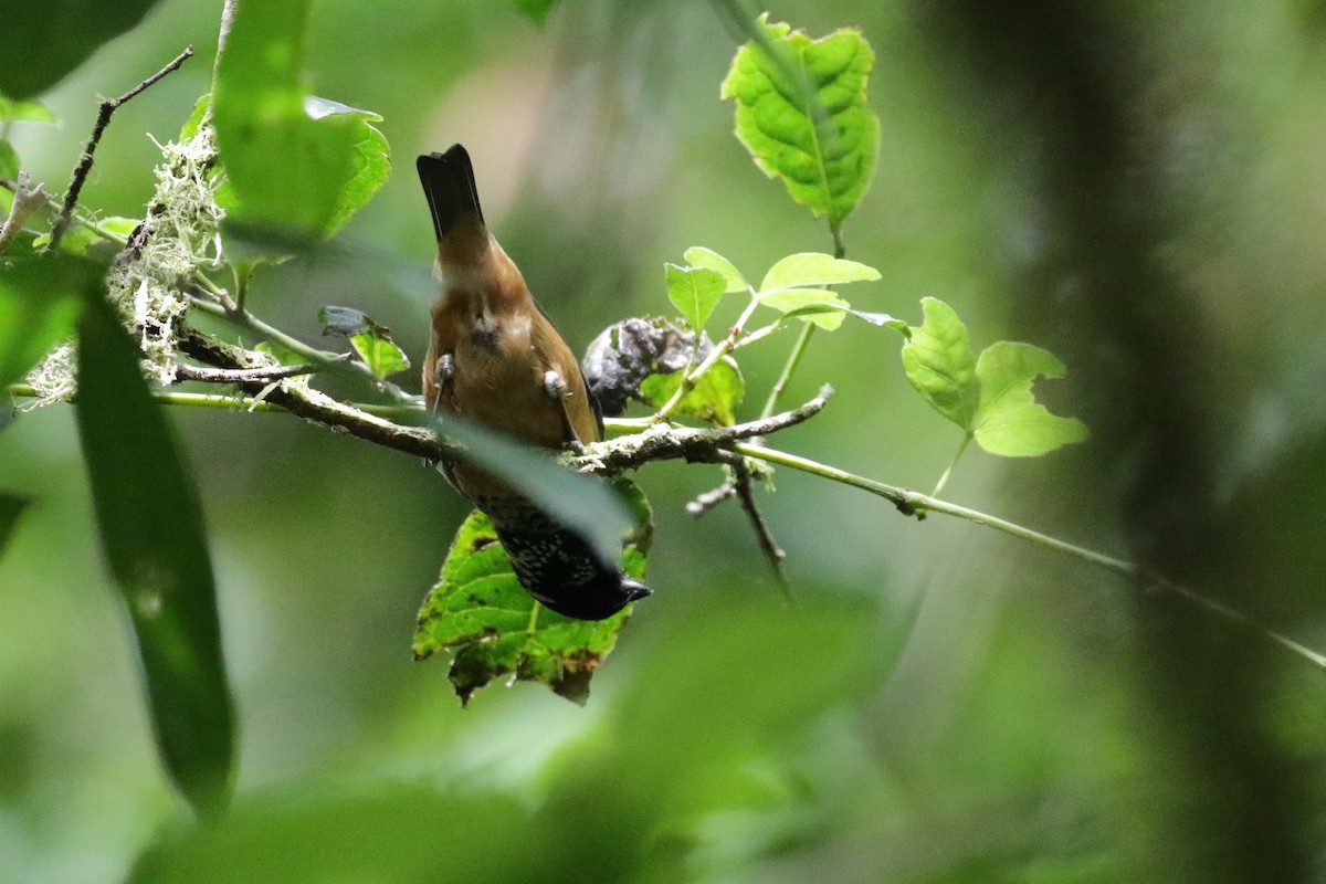 Spangle-cheeked Tanager - ML151367151