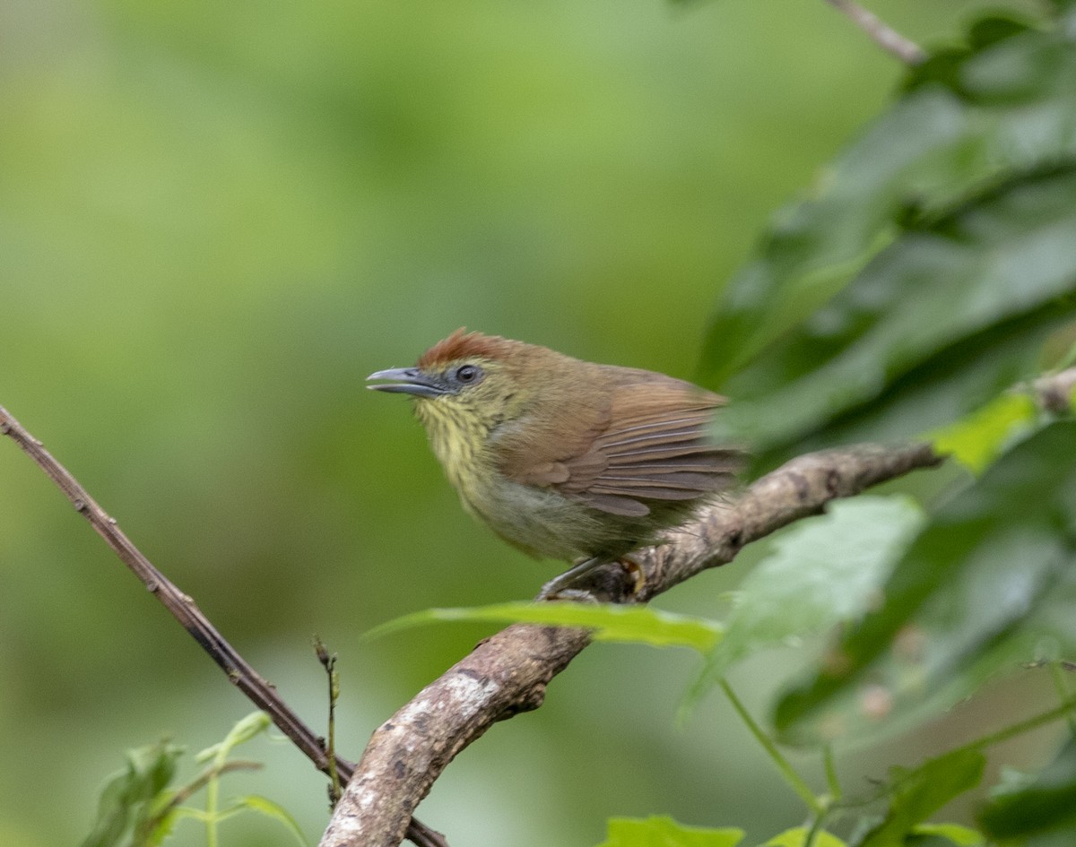 Pin-striped Tit-Babbler (Pin-striped) - ML151367221