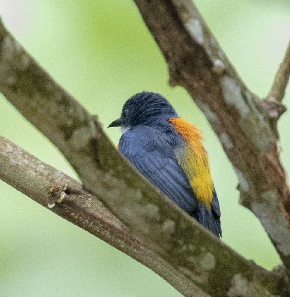 Orange-bellied Flowerpecker - ML151367251