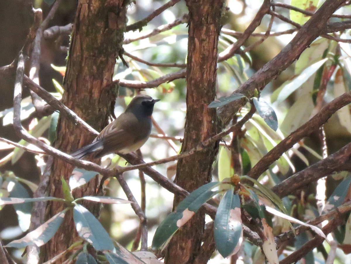 Rufous-gorgeted Flycatcher - ML151367371