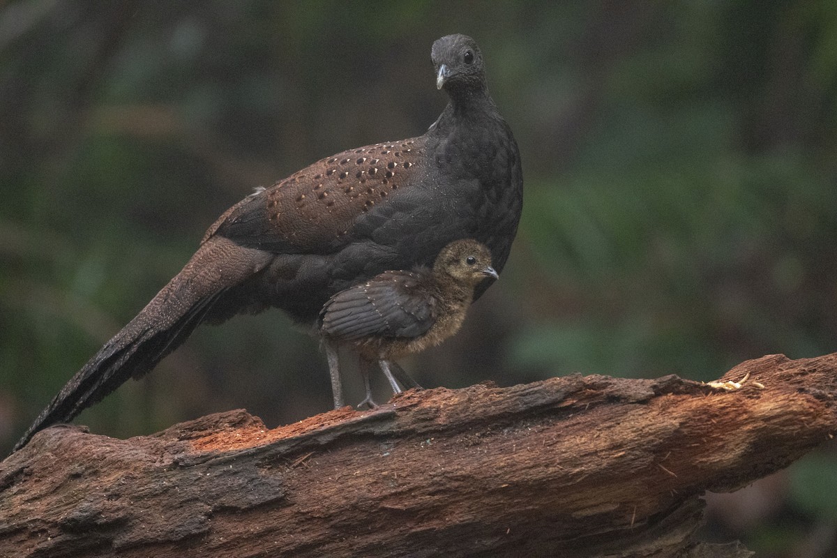 Mountain Peacock-Pheasant - ML151367611