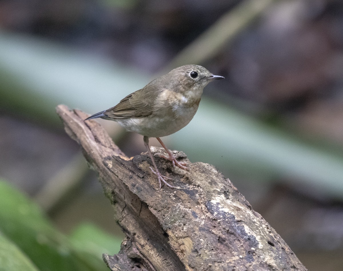 Siberian Blue Robin - ML151367931