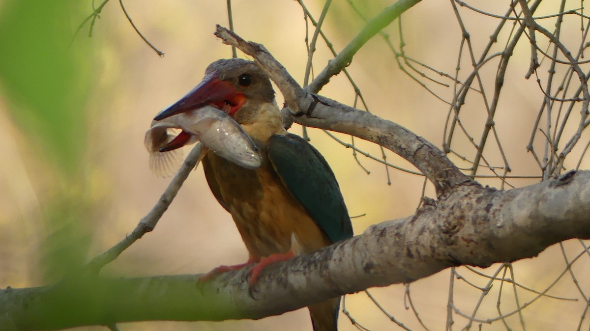 Stork-billed Kingfisher - ML151369451