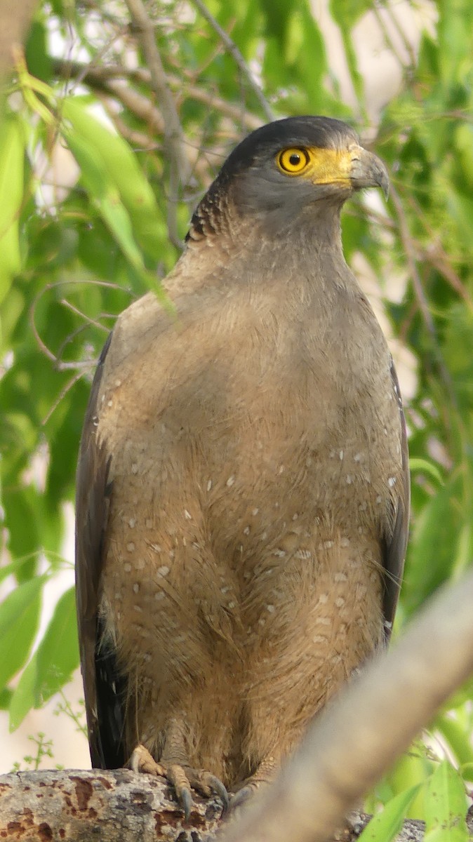 Haubenschlangenadler - ML151369511