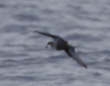 Mottled Petrel - ML151370401