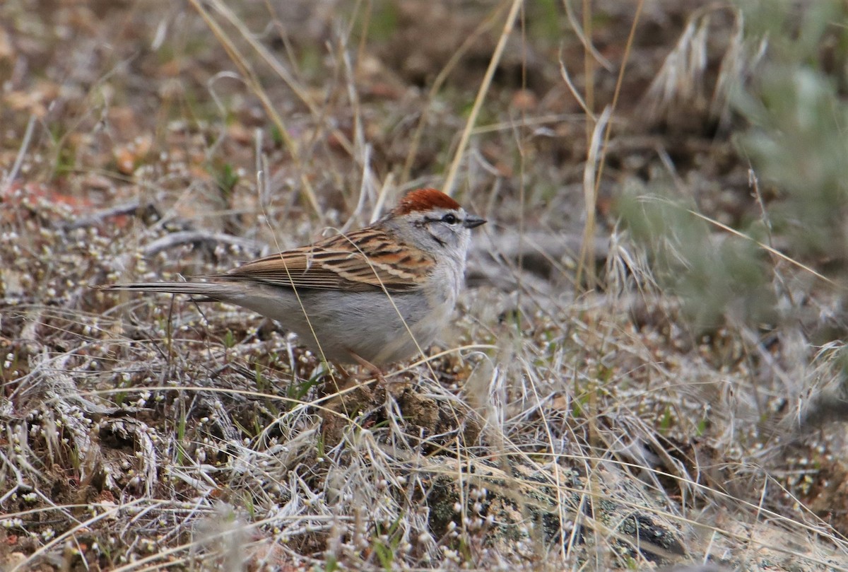 Chipping Sparrow - ML151373551