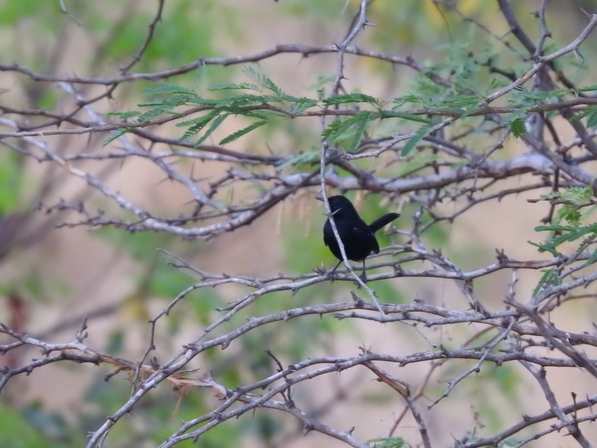 Indian Robin - Arulvelan Thillainayagam