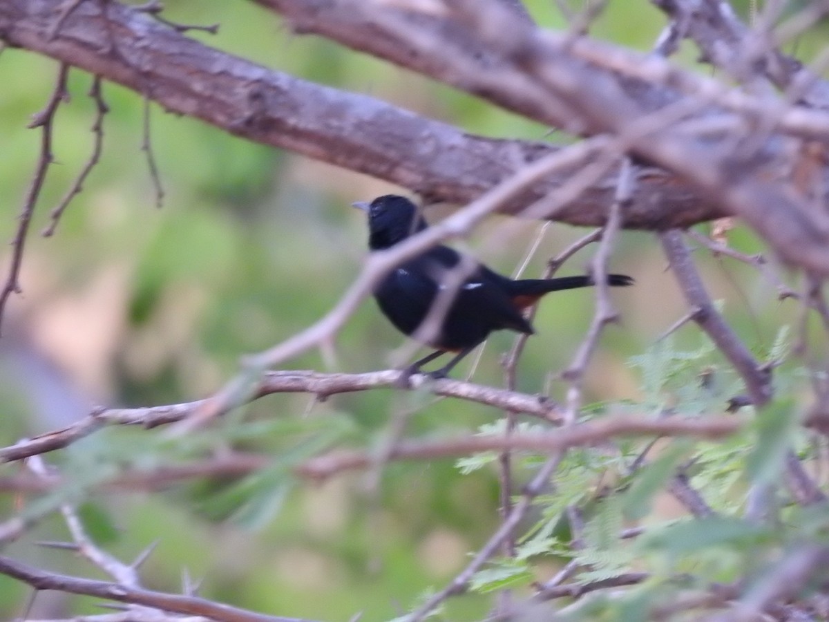 Indian Robin - ML151375191