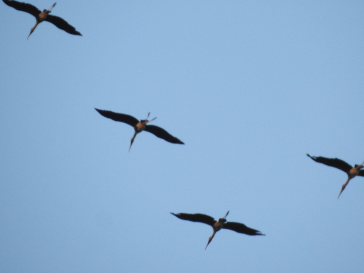 Painted Stork - Arulvelan Thillainayagam