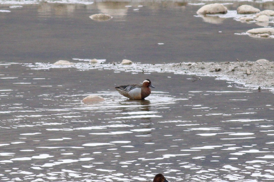 Garganey - ML151376251