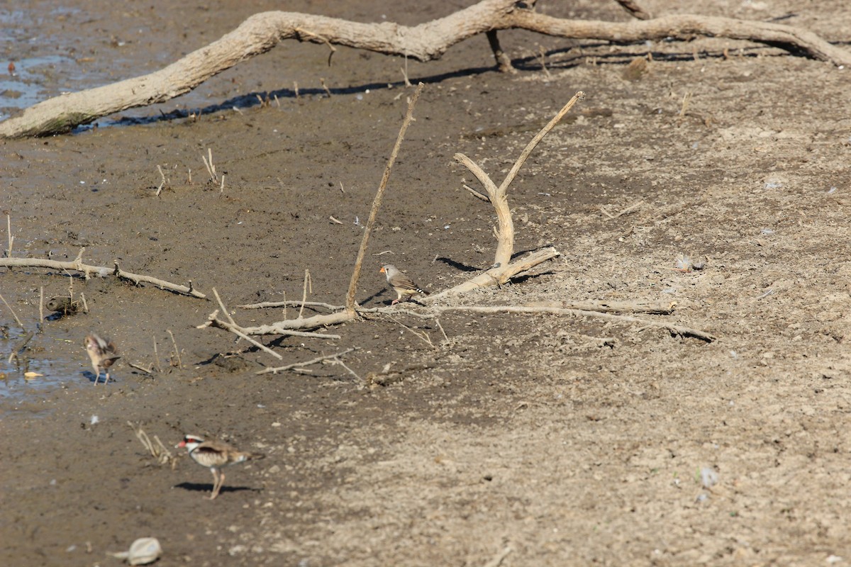 Zebra Finch - ML151376591