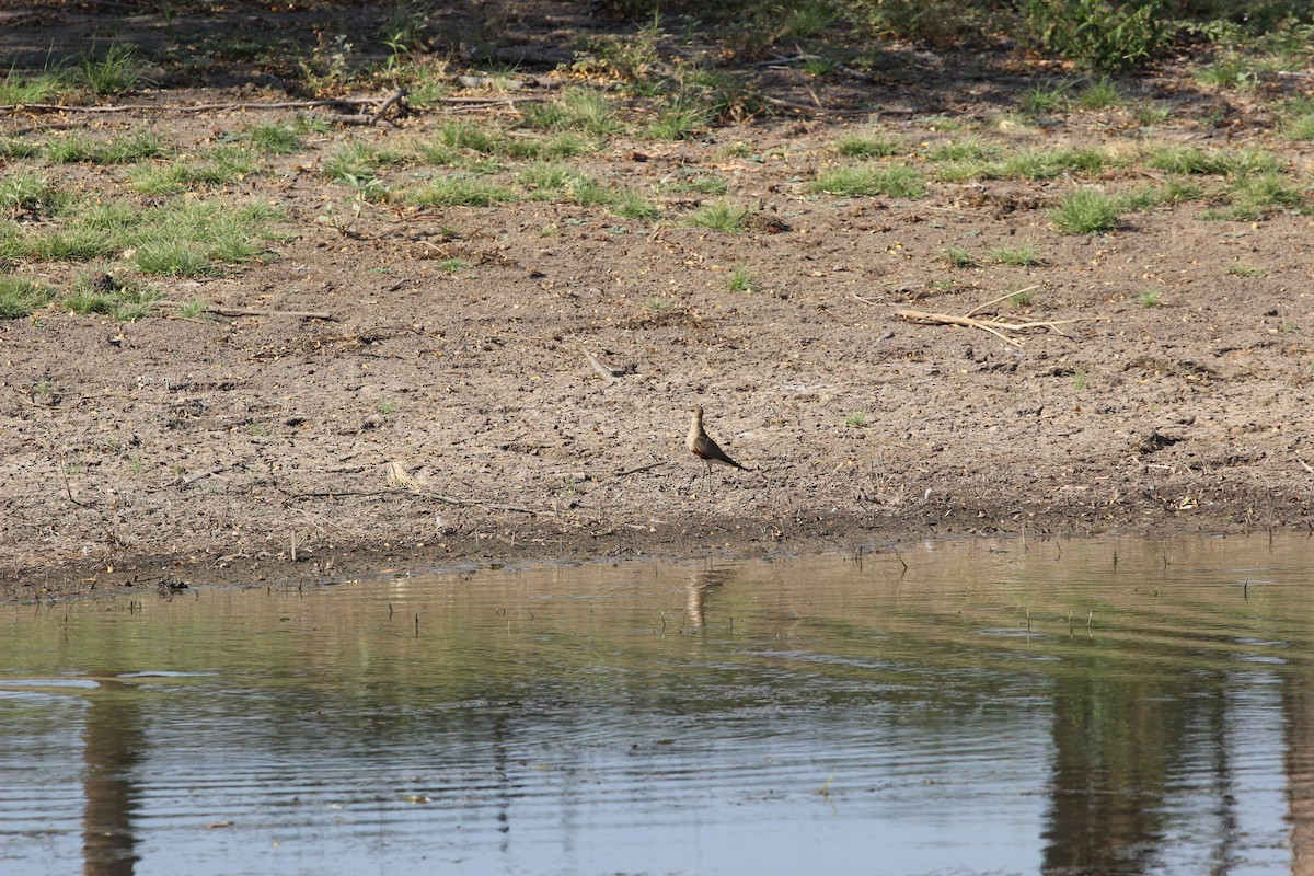 Australian Pratincole - ML151376691