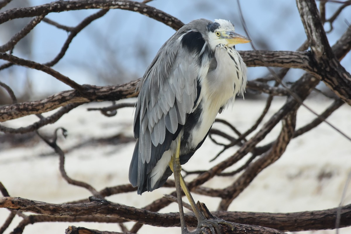 Gray Heron - ML151376741