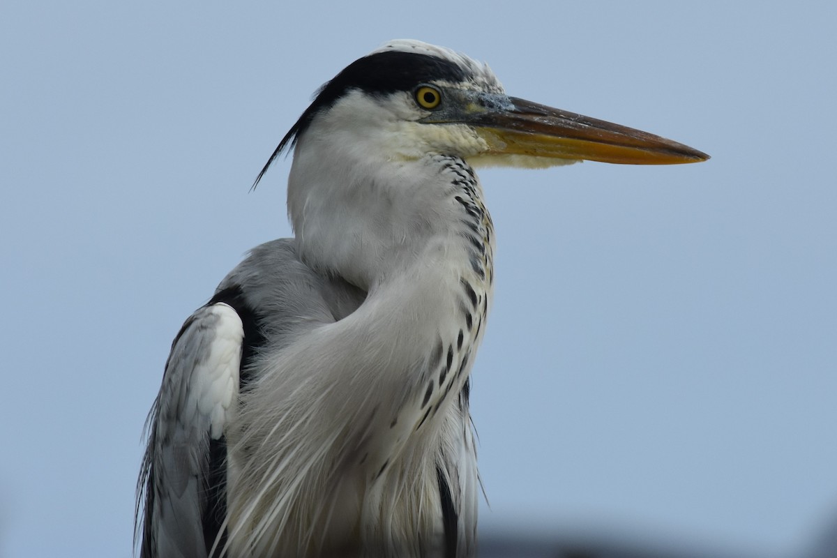 Gray Heron - ML151376751