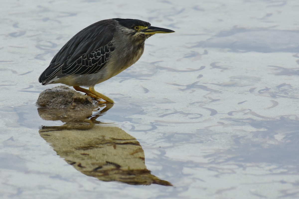 Striated Heron - ML151376791