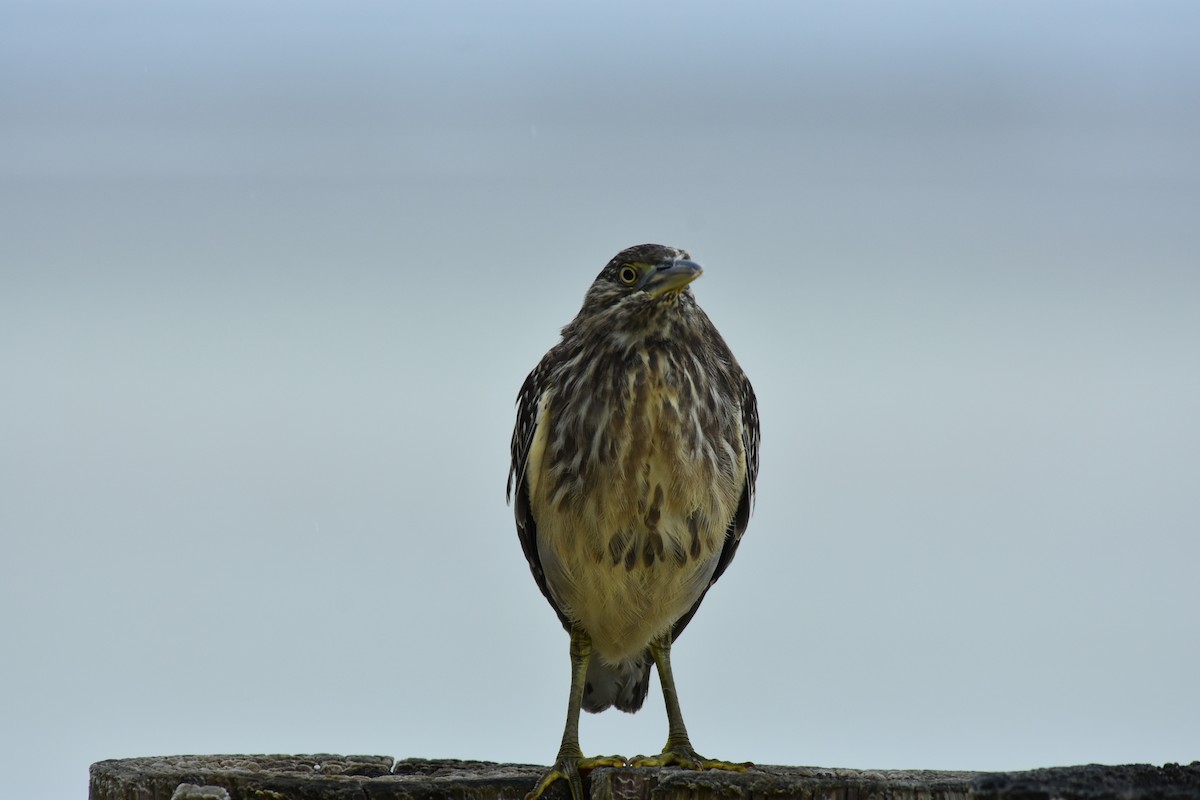 Striated Heron - ML151376821