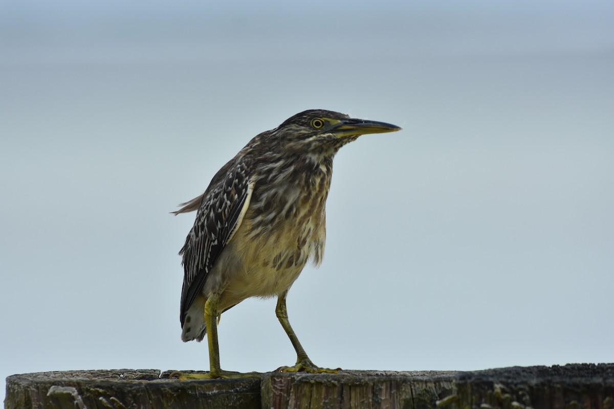 Striated Heron - ML151376841