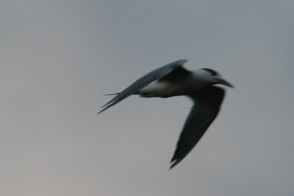 Lesser Crested Tern - ML151376921