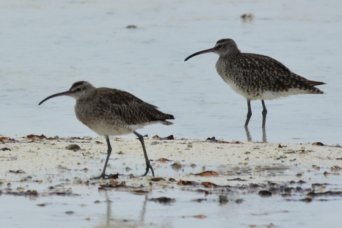 Whimbrel - ML151376961