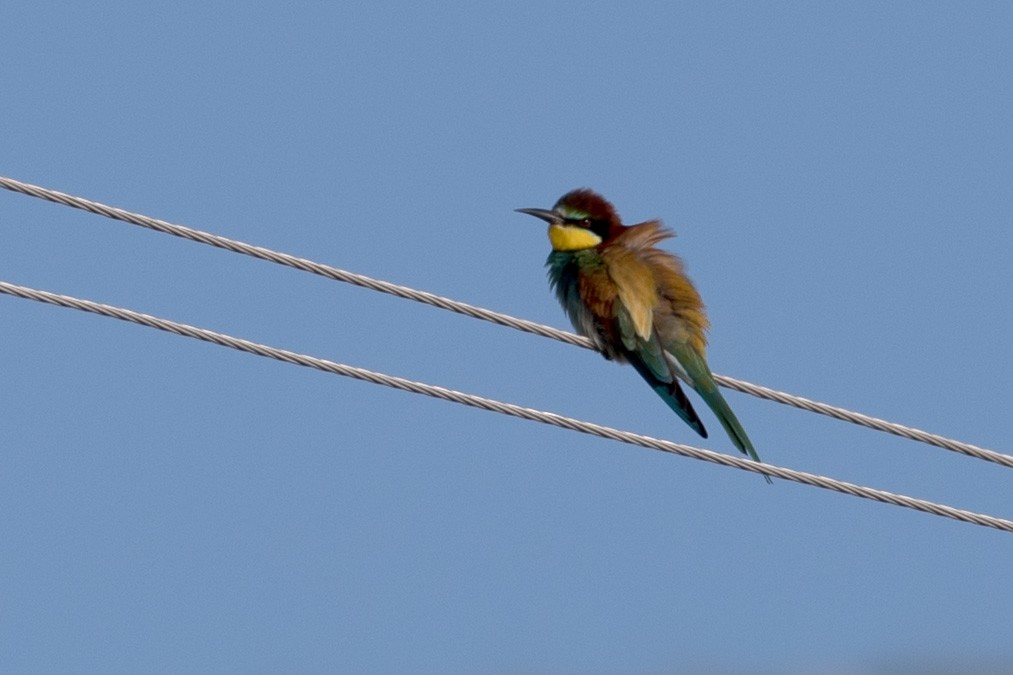 European Bee-eater - ML151377521