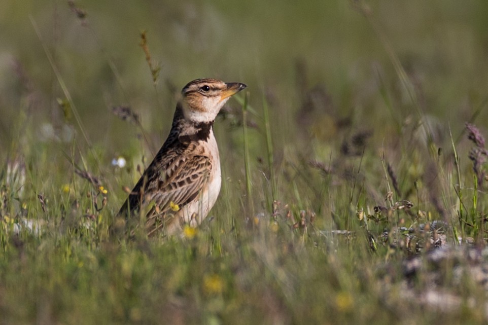 Bimaculated Lark - ML151377751