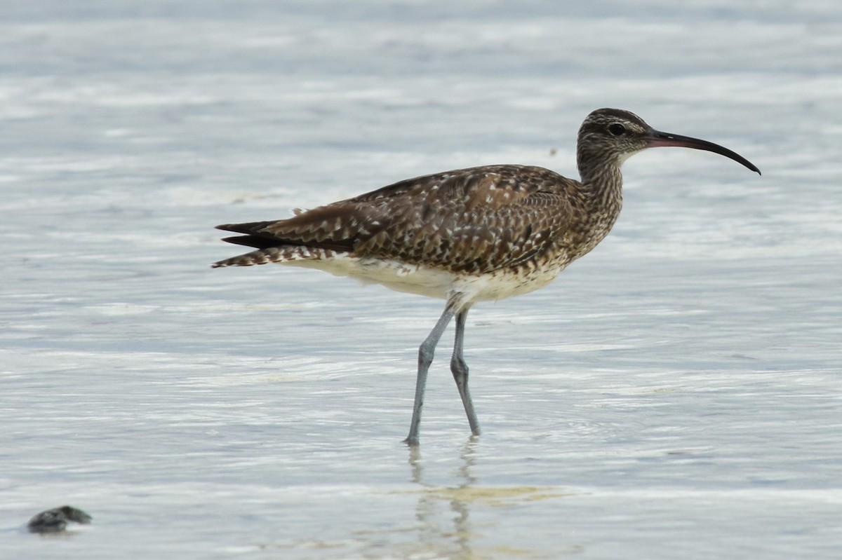 Whimbrel - William Blodgett Jr.