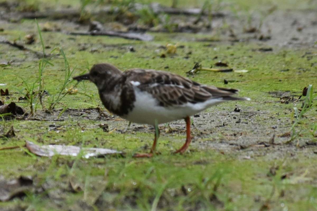 Ruddy Turnstone - William Blodgett Jr.