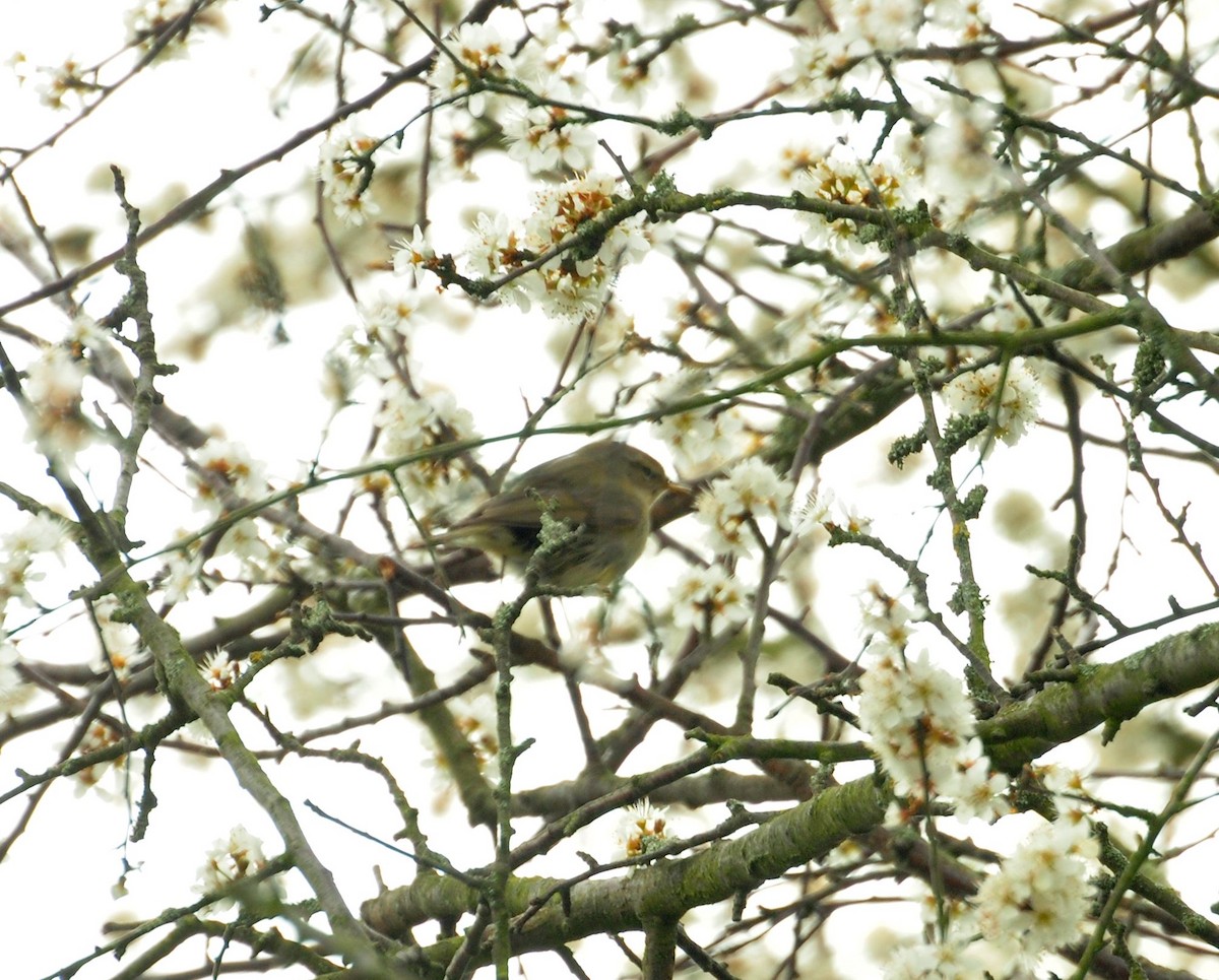 Common Chiffchaff - ML151378461