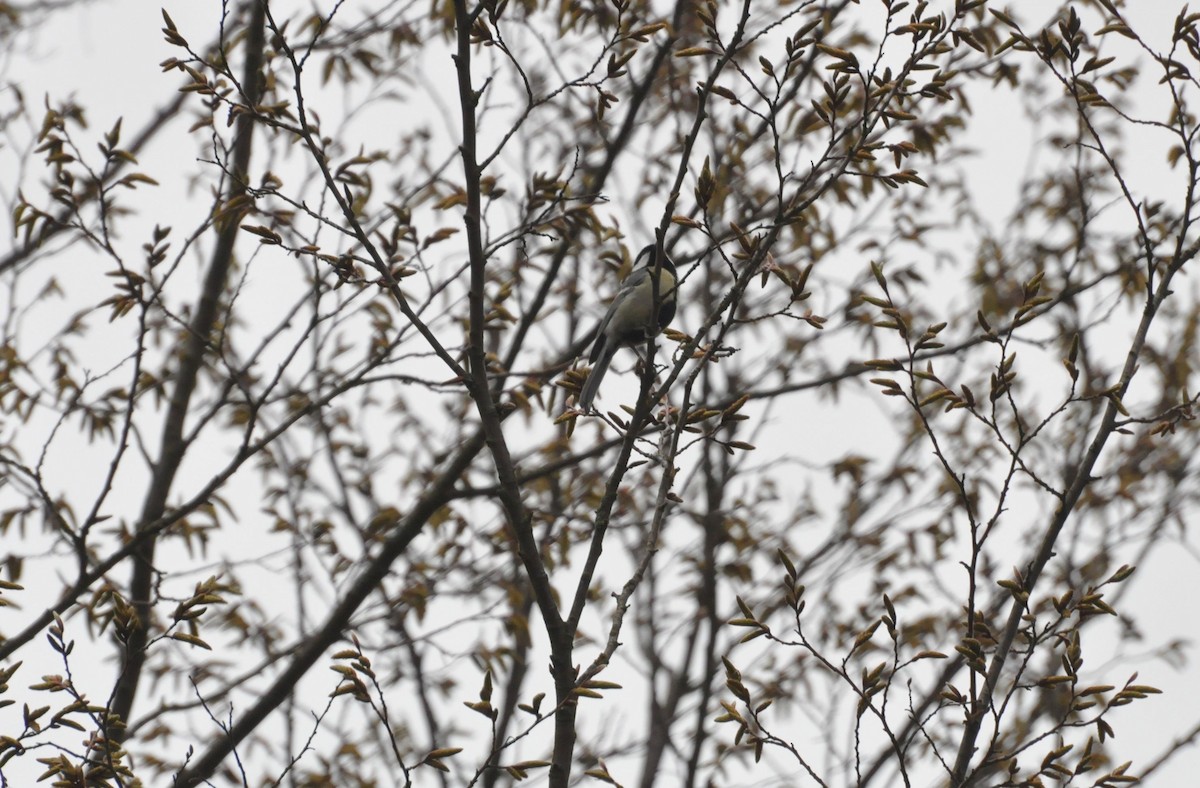 Mésange charbonnière - ML151378541