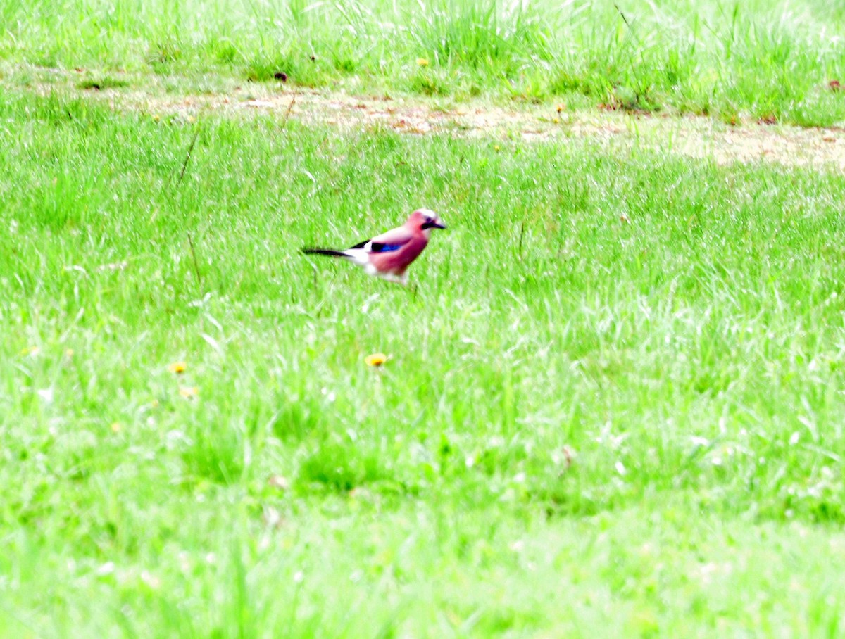 カケス - ML151378571