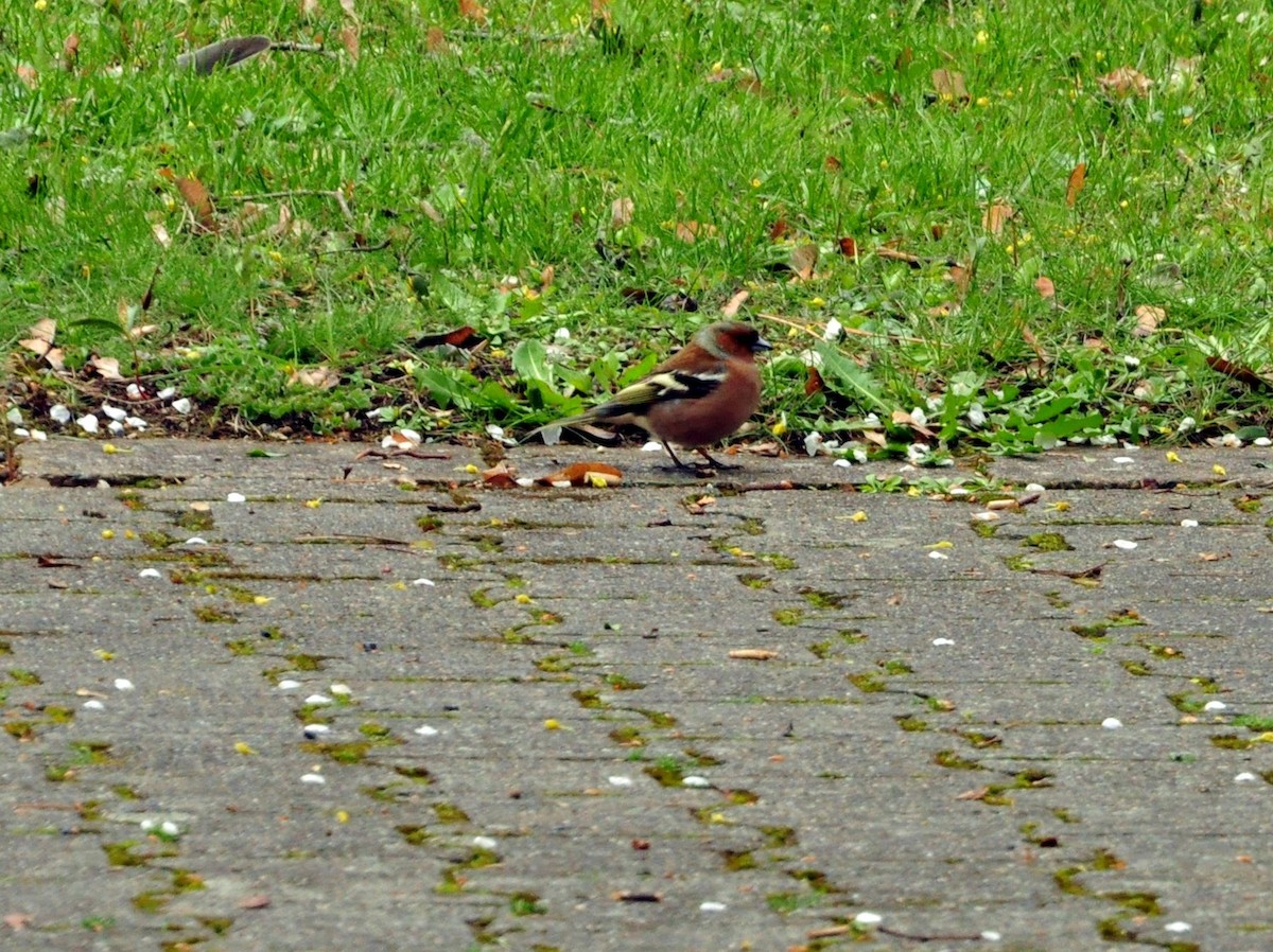 ズアオアトリ - ML151378641