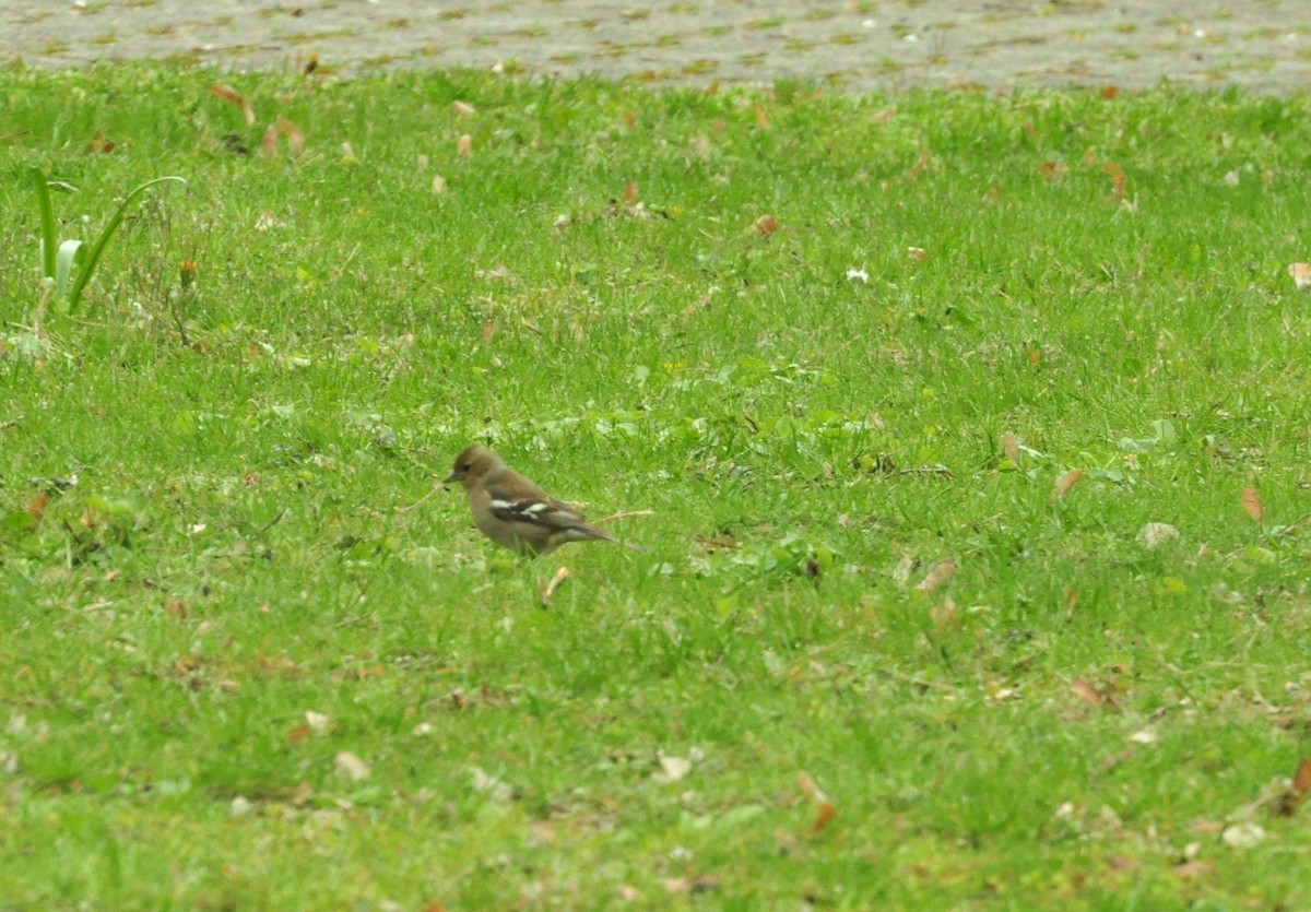 ズアオアトリ - ML151378651