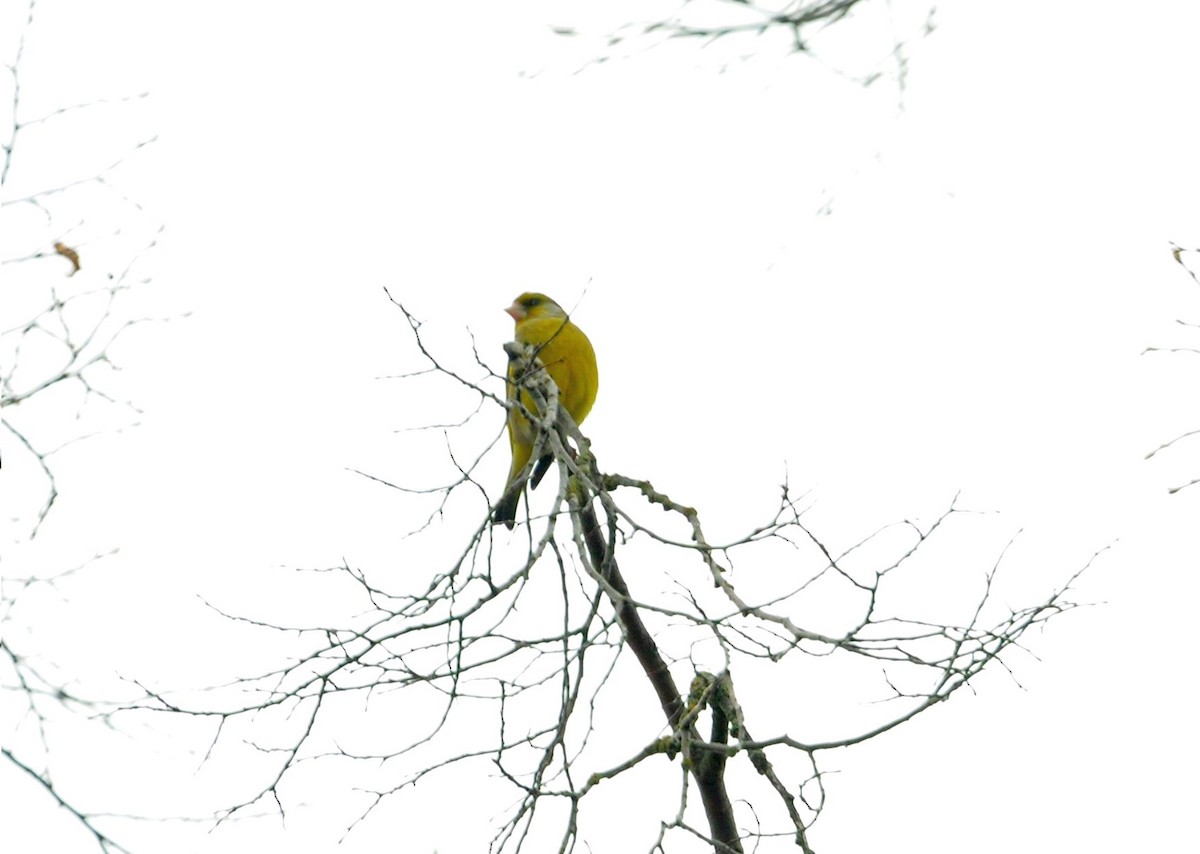 アオカワラヒワ - ML151378791