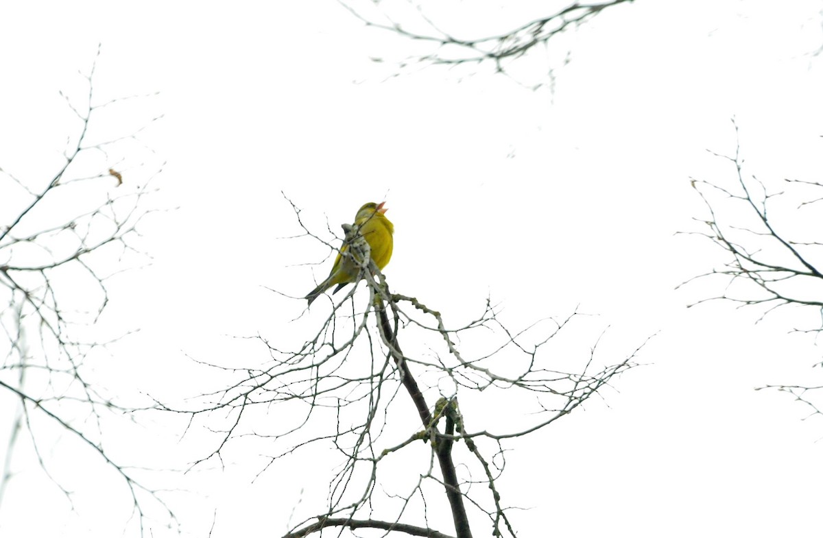 アオカワラヒワ - ML151378801