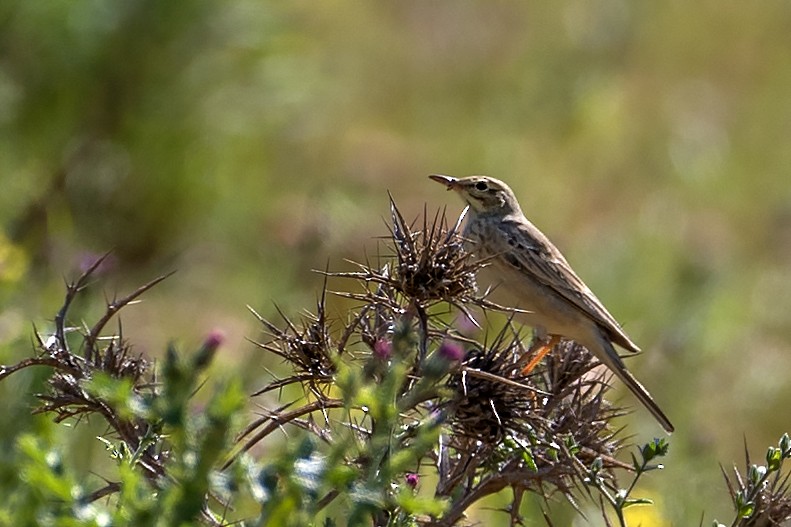 Tawny Pipit - ML151378911