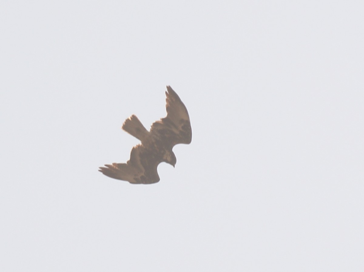 White-tailed Hawk - ML151379001