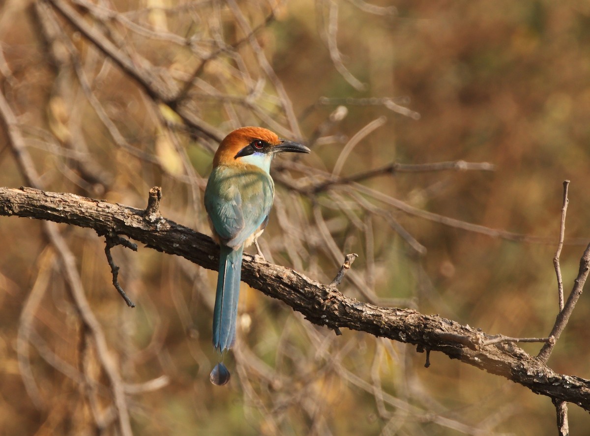 Kızıl Tepeli Motmot - ML151379061