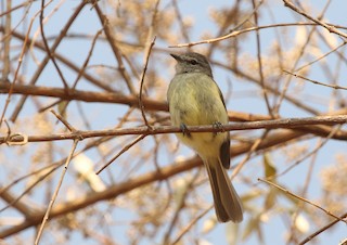 Fiofío Verdoso (minima/jaliscensis) - eBird
