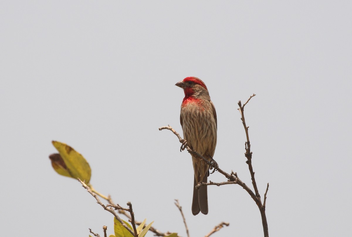 House Finch (Common) - ML151379211