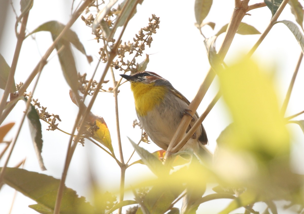 Rufous-capped Warbler - ML151379371