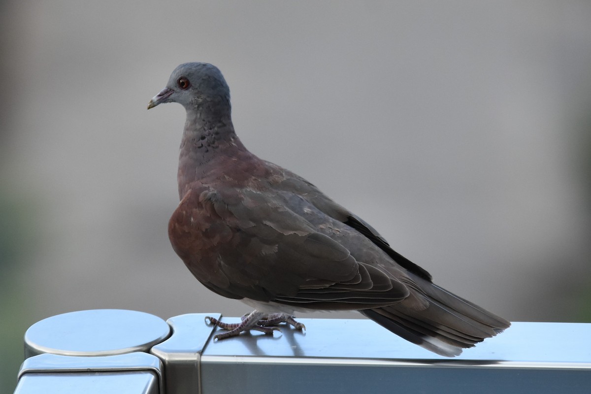 Malagasy Turtle-Dove - ML151379381