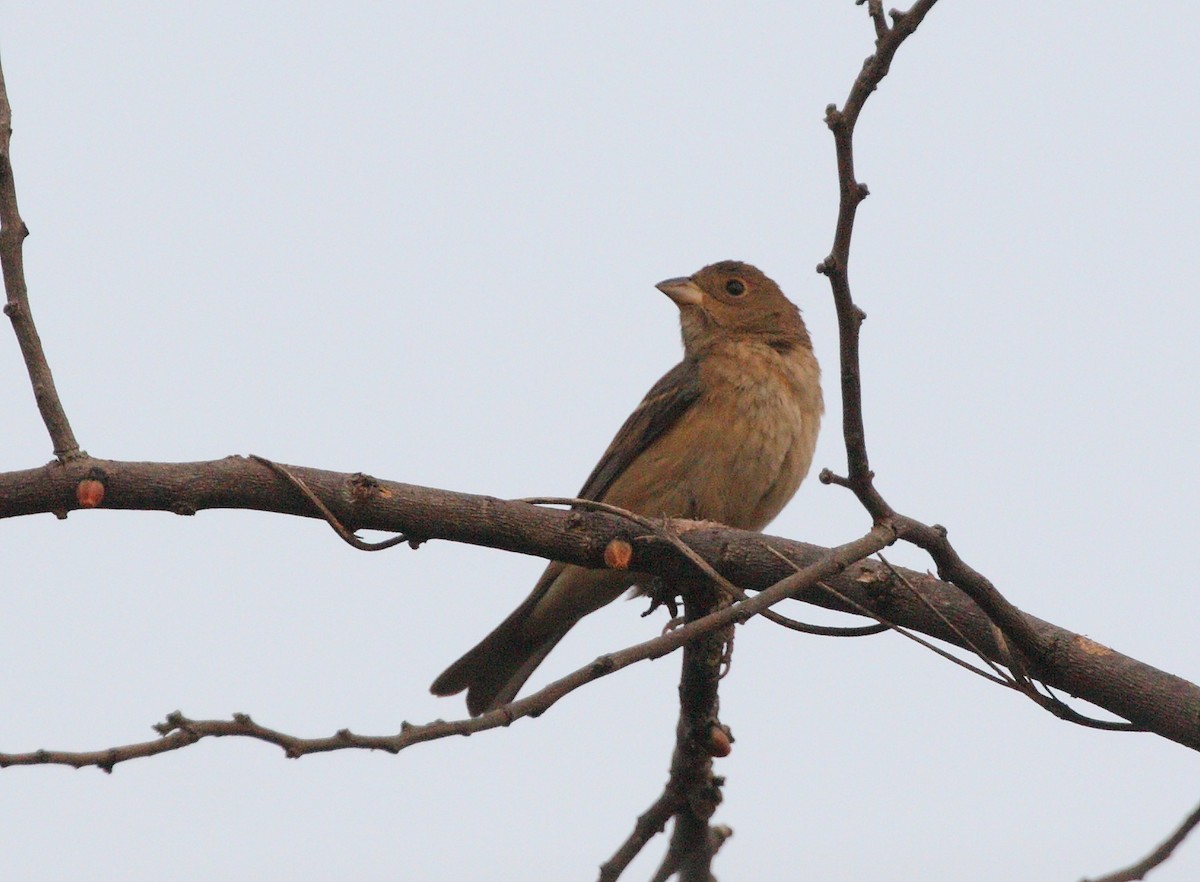 Indigo Bunting - ML151379411