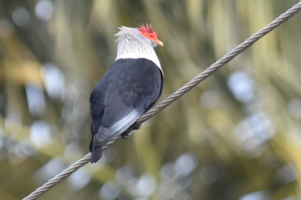 Seychelles Blue-Pigeon - ML151379901